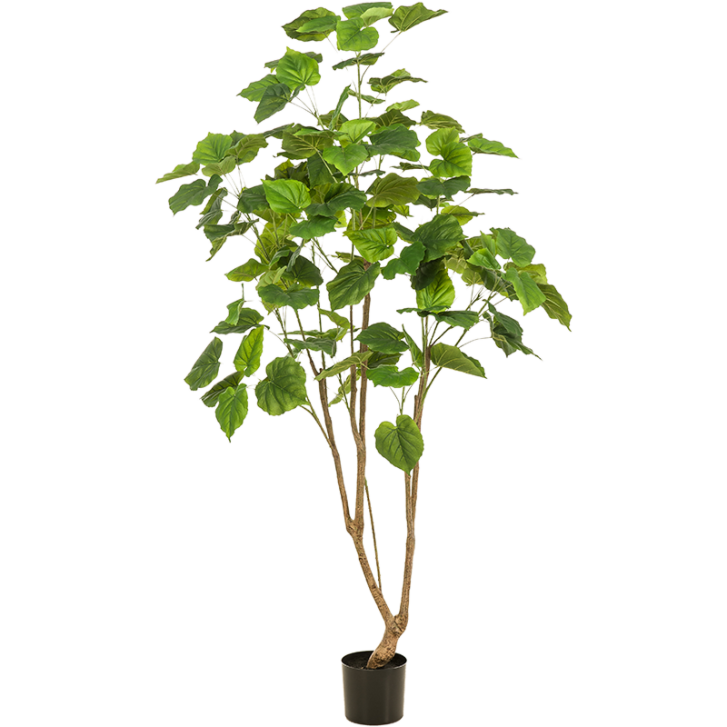 Ficus Umbellata