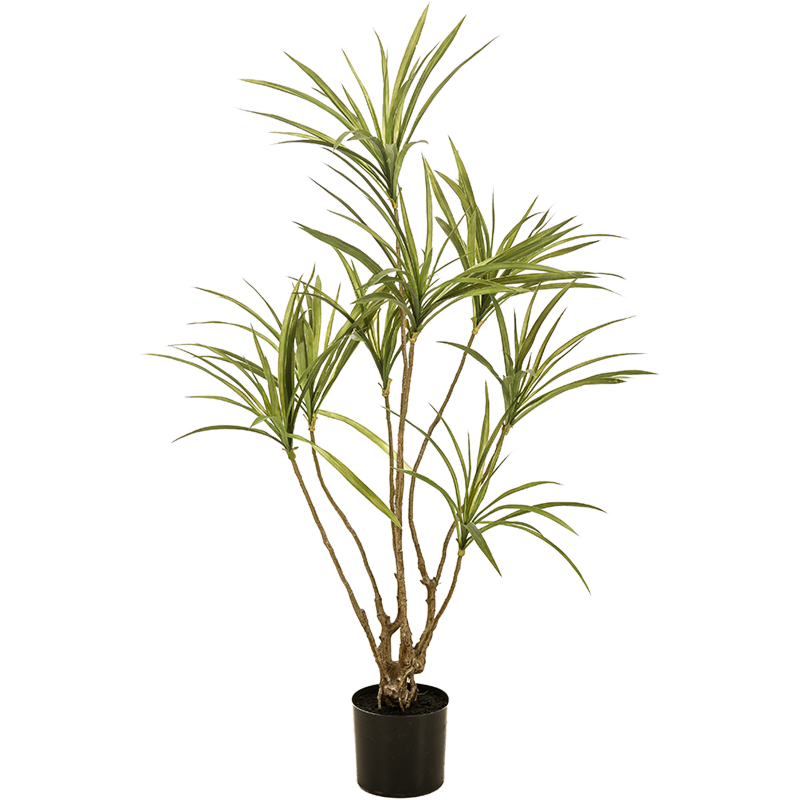Dracaena