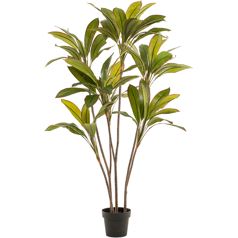 Cordyline