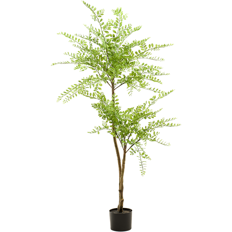 Sophora