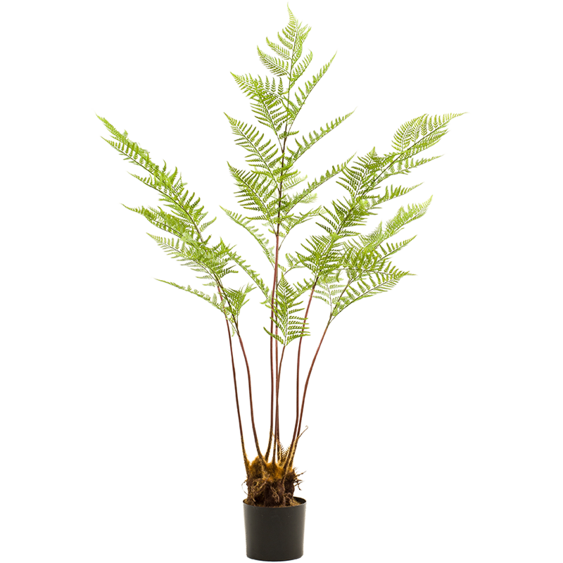 Pteridium (Adelaarsvaren)