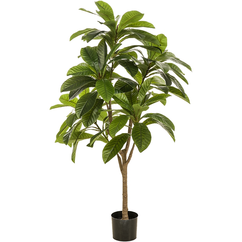 Frangipani