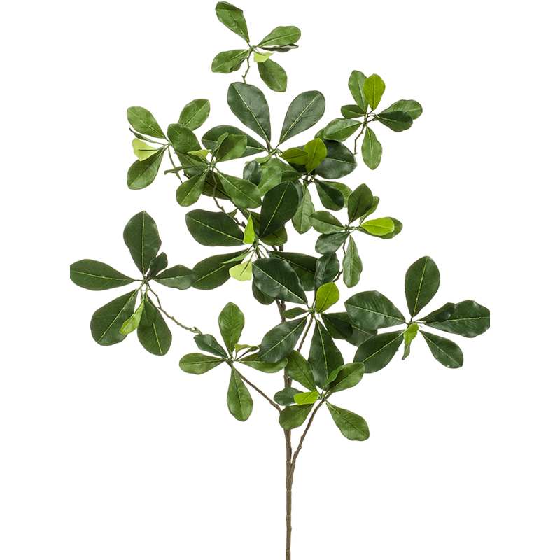 Oosterse Olijf