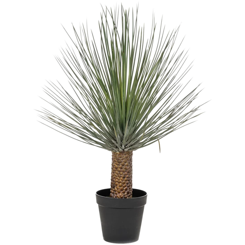 Yucca rostrata