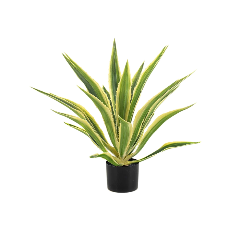 Agave