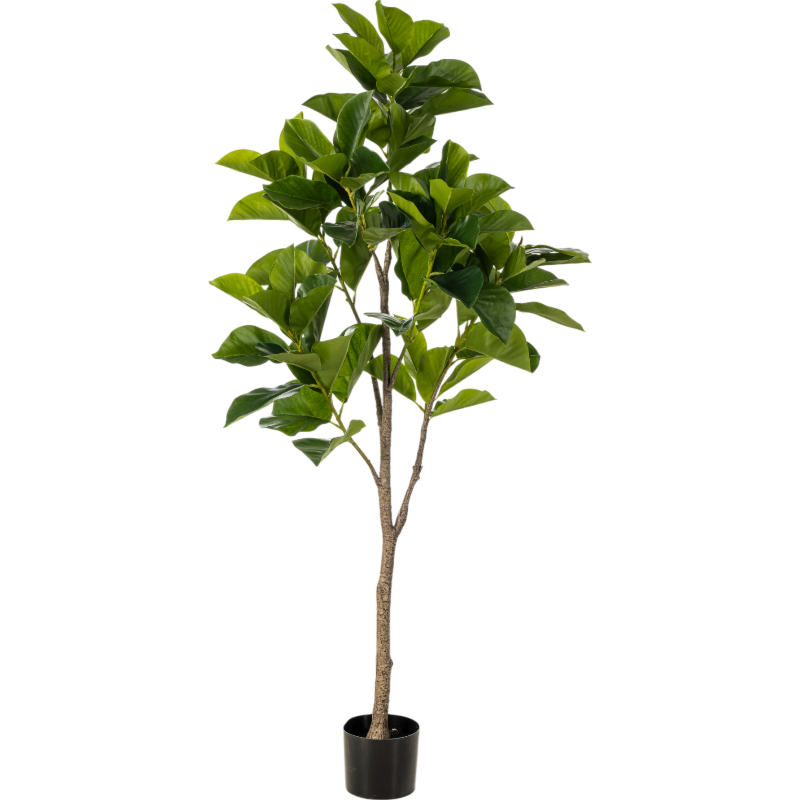 Ficus