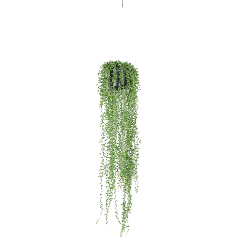 Senecio