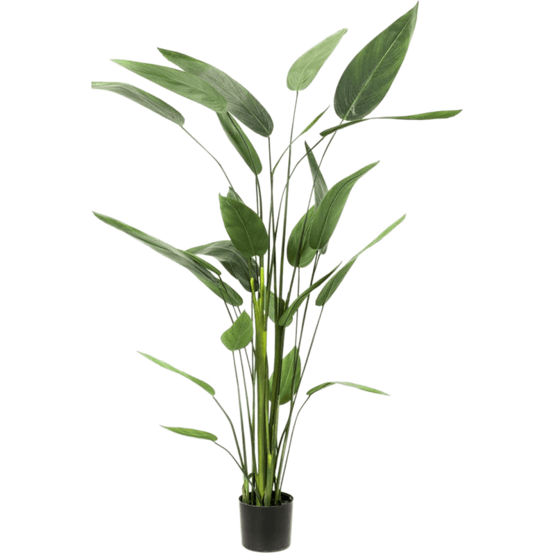 Heliconia