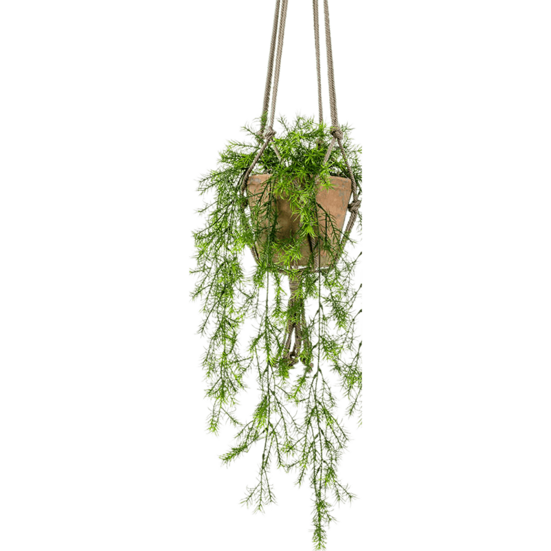 Sierasperge