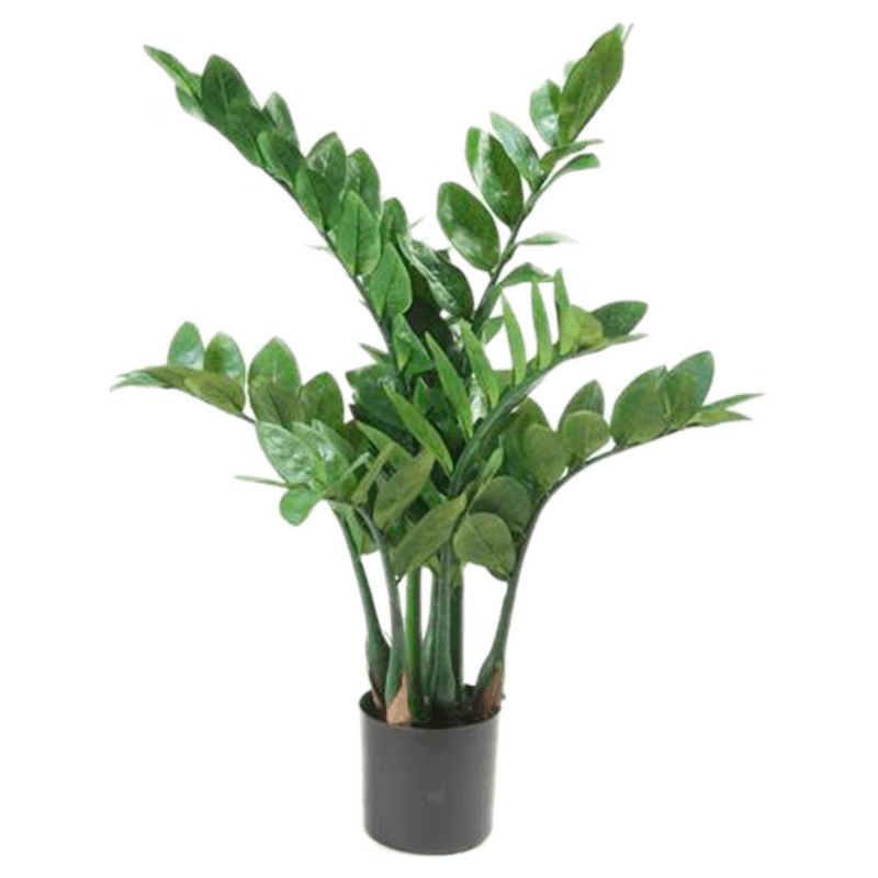 ZZ-plant