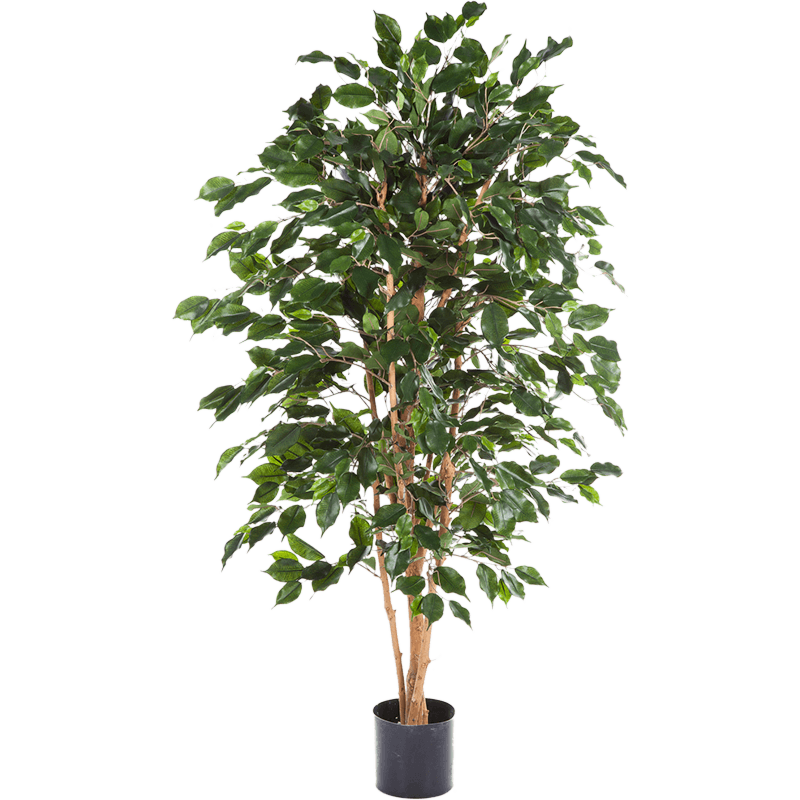 Ficus Exotica