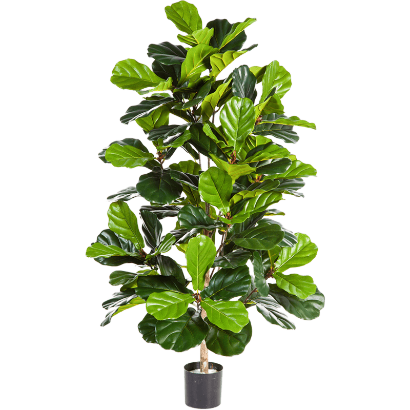 Ficus Lyrata