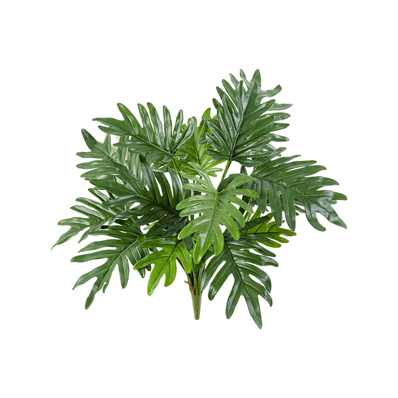 Philodendron Selloum