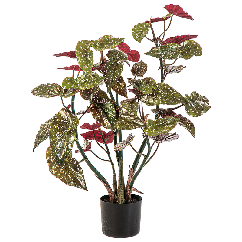 Begonia