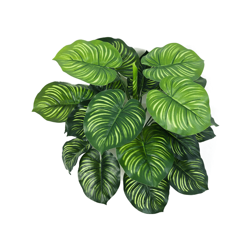Calathea