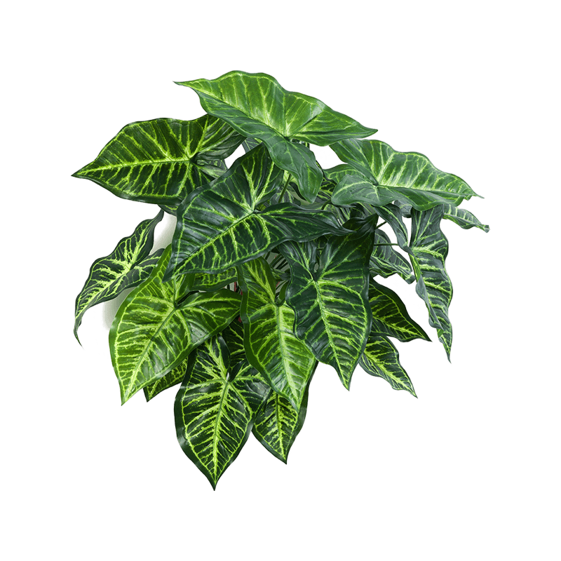 Philodendron
