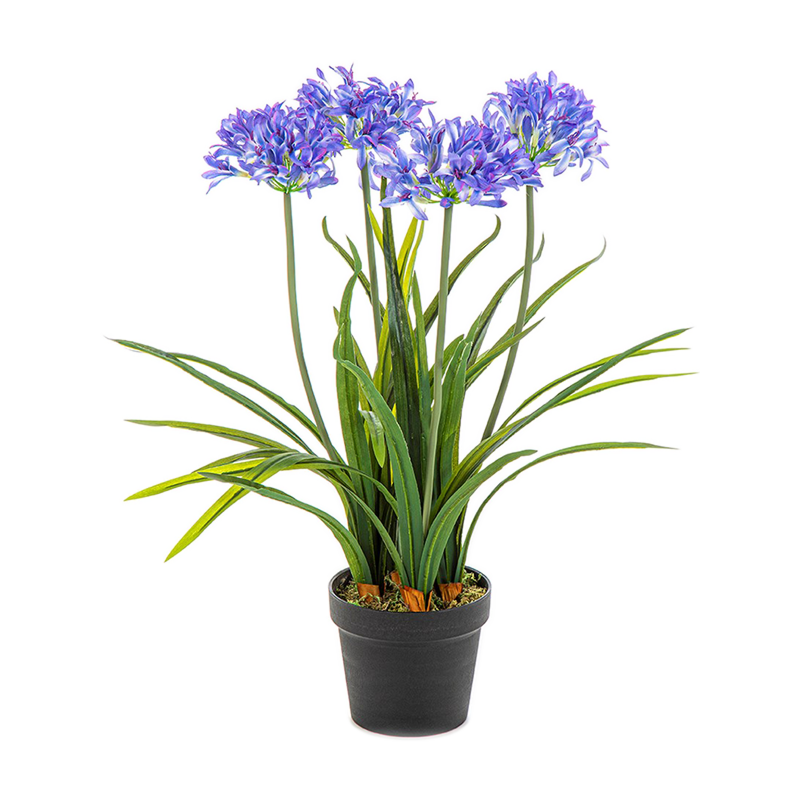 Afrikaanse Lelie (Agapanthus)