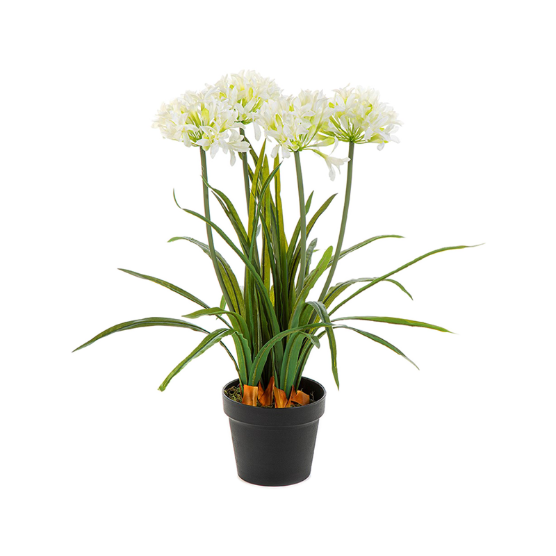 Afrikaanse Lelie (Agapanthus)
