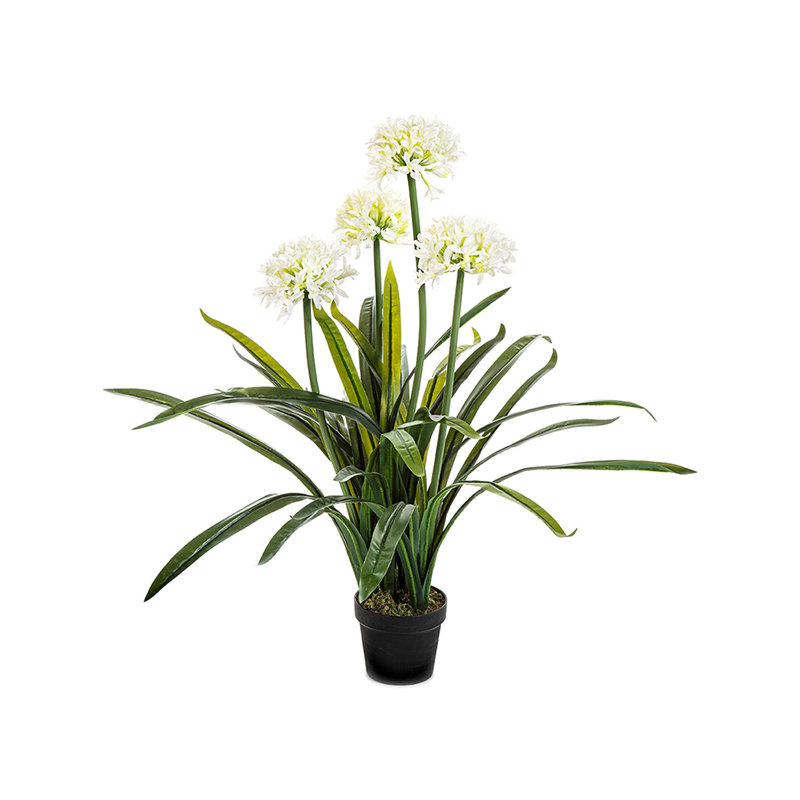 Grote Afrikaanse Lelie