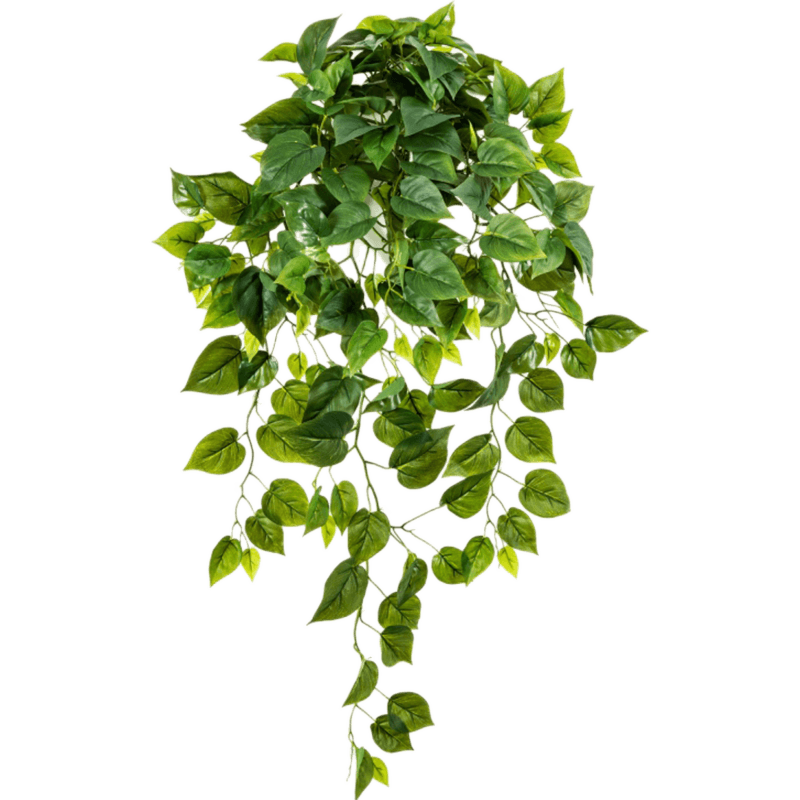Philodendron