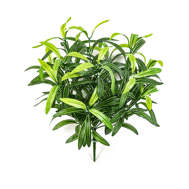 Graslelie (Spider Plant)