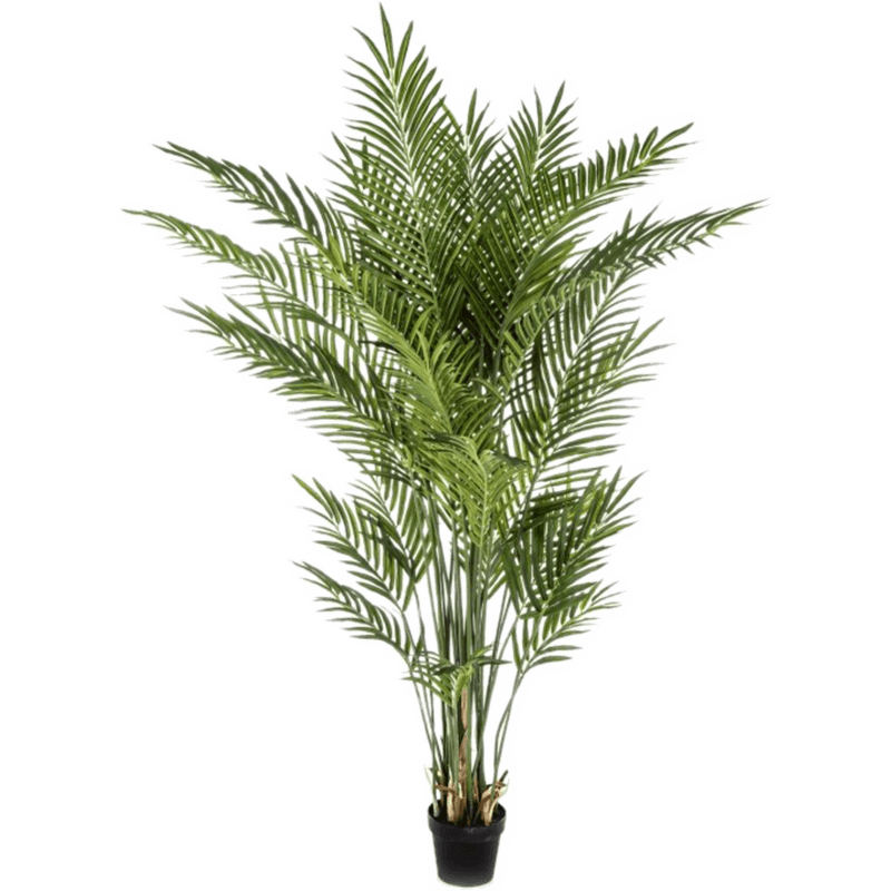 Areca