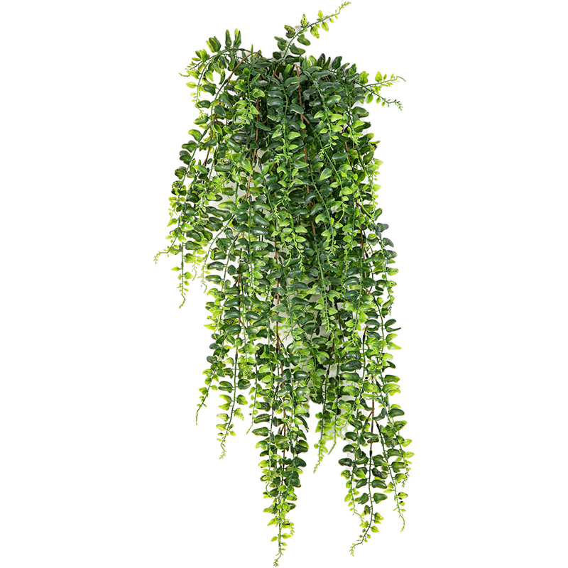 Krulvaren (Bostonvaren)