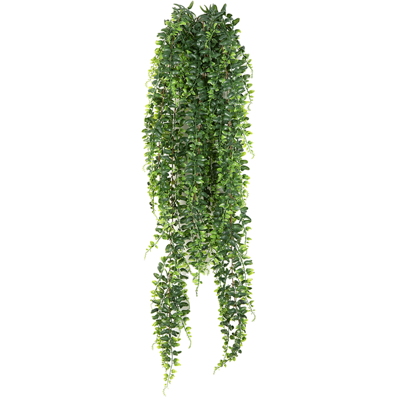 Krulvaren (Bostonvaren)