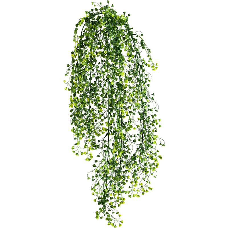 Traanplantje