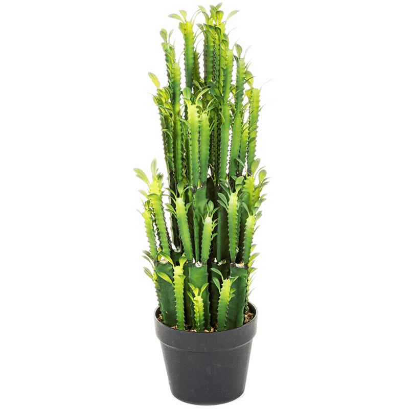 Euphorbia Trigona (Cactus)
