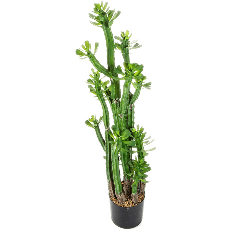 Euphorbia Roylena Cactus