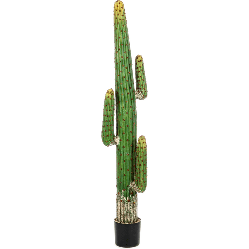 Mexicaanse Cactus