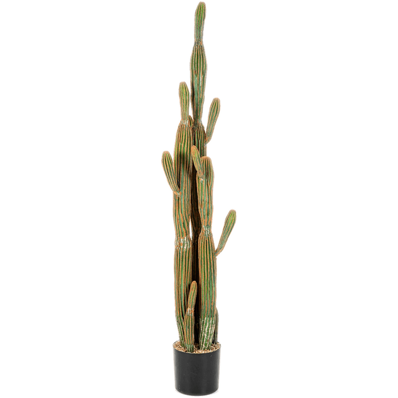 Zuilcactus
