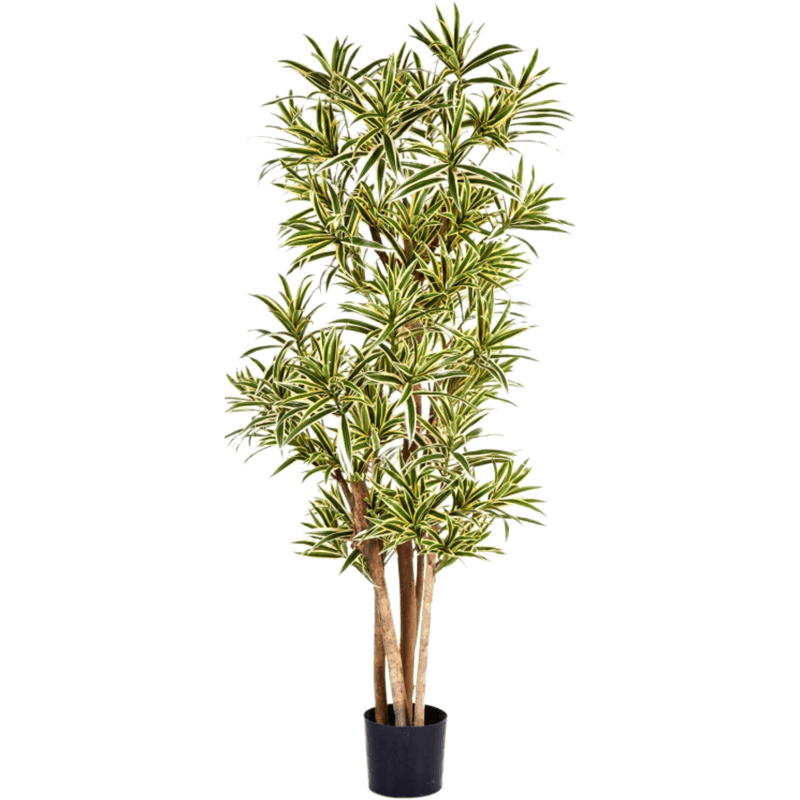 Dracaena Reflexa