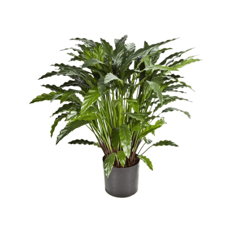 Calathea