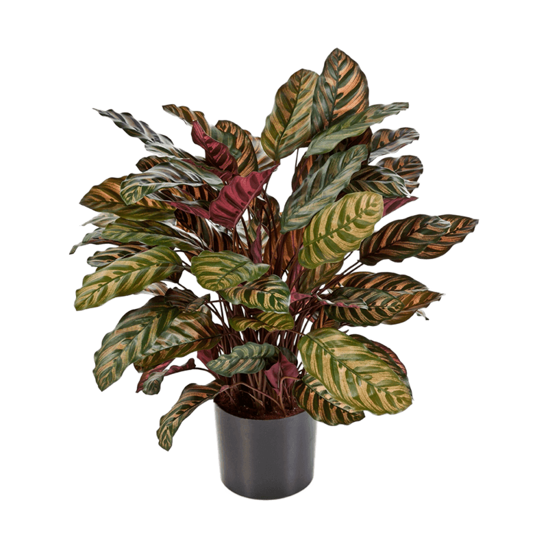 Calathea