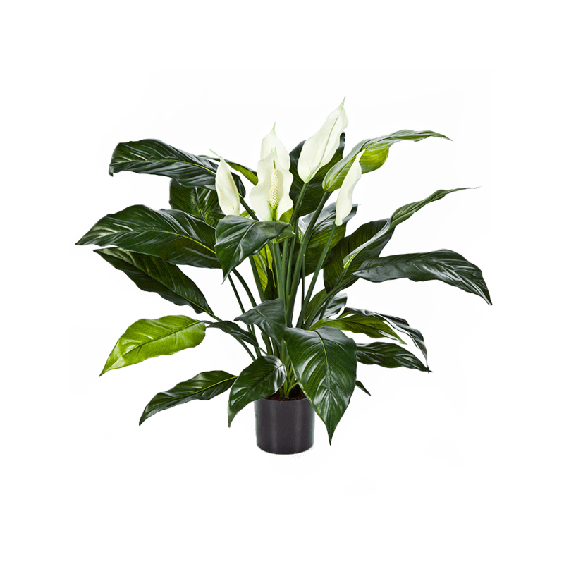 Lepelplant (Spathiphyllum)