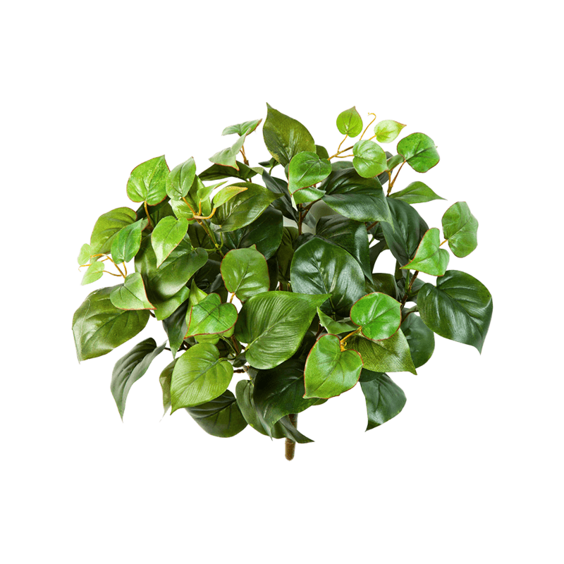 Philodendron