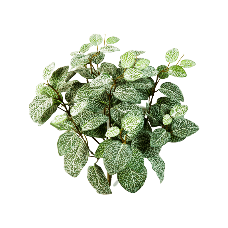 Mozaïekplant