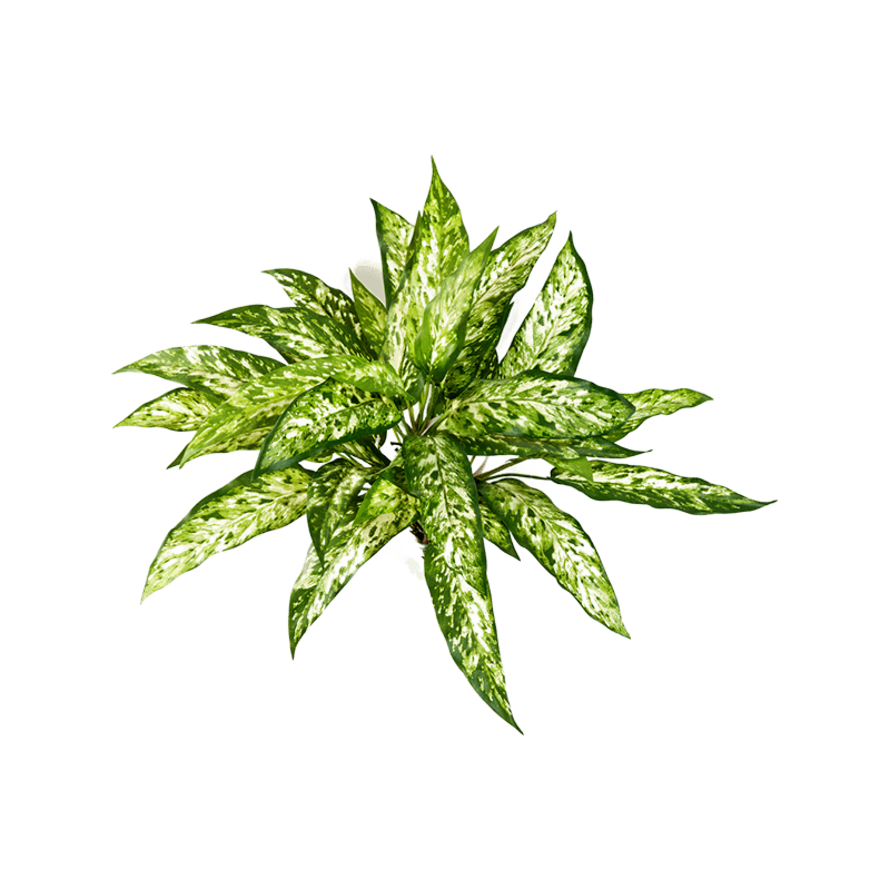 Chinese Evergreen