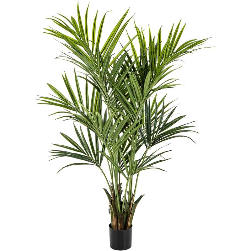 Kentia