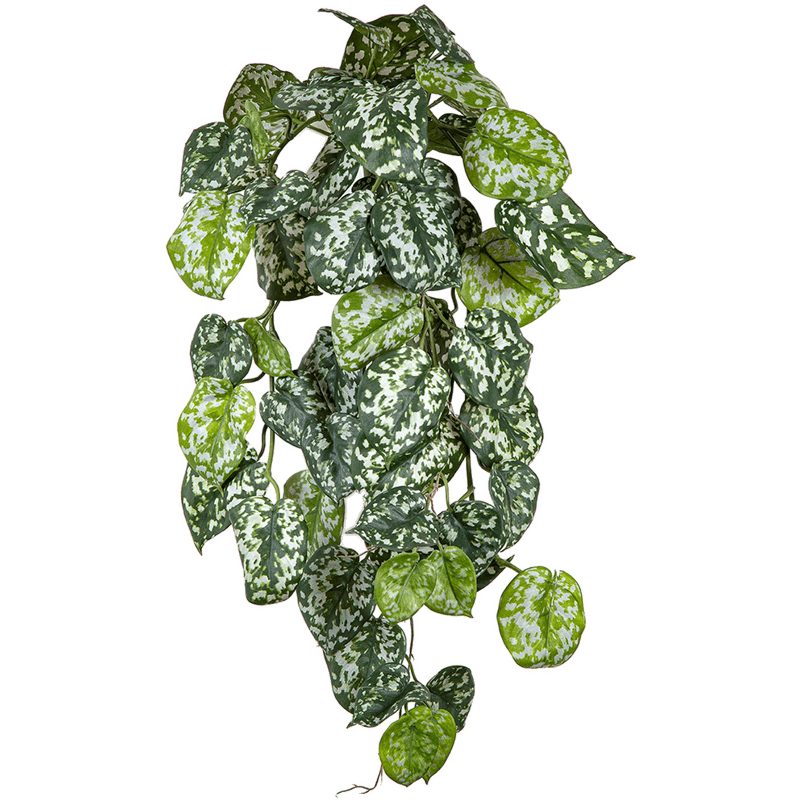 Scindapsus