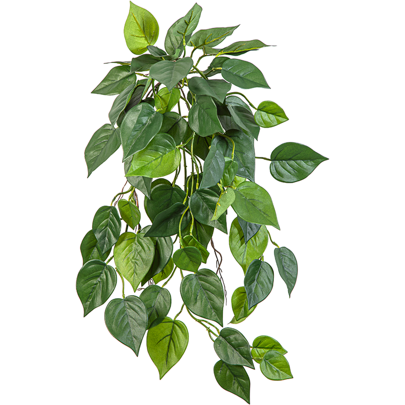 Philondendron