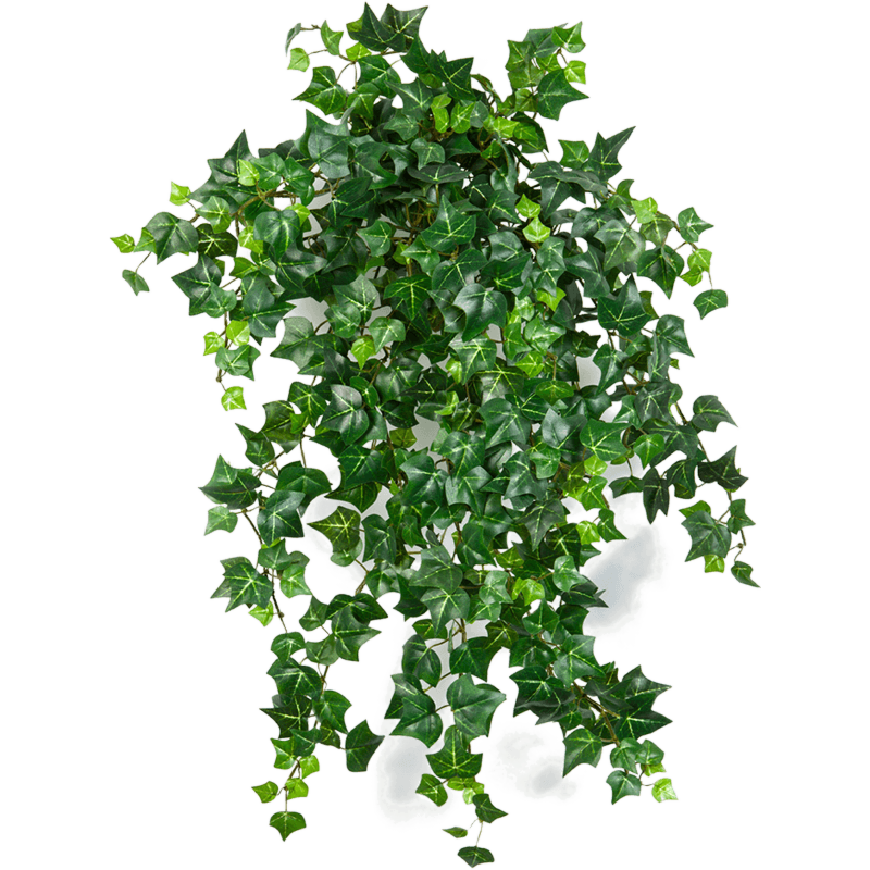 Engelse Klimop (Ivy English)