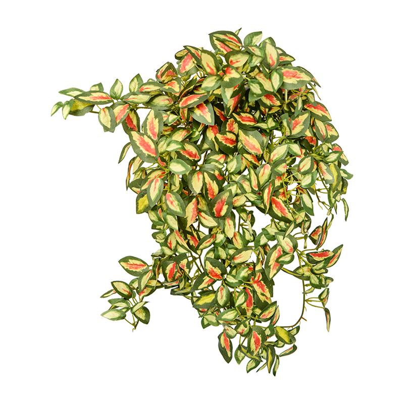 Wasplant