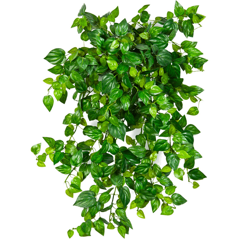 Philodendron