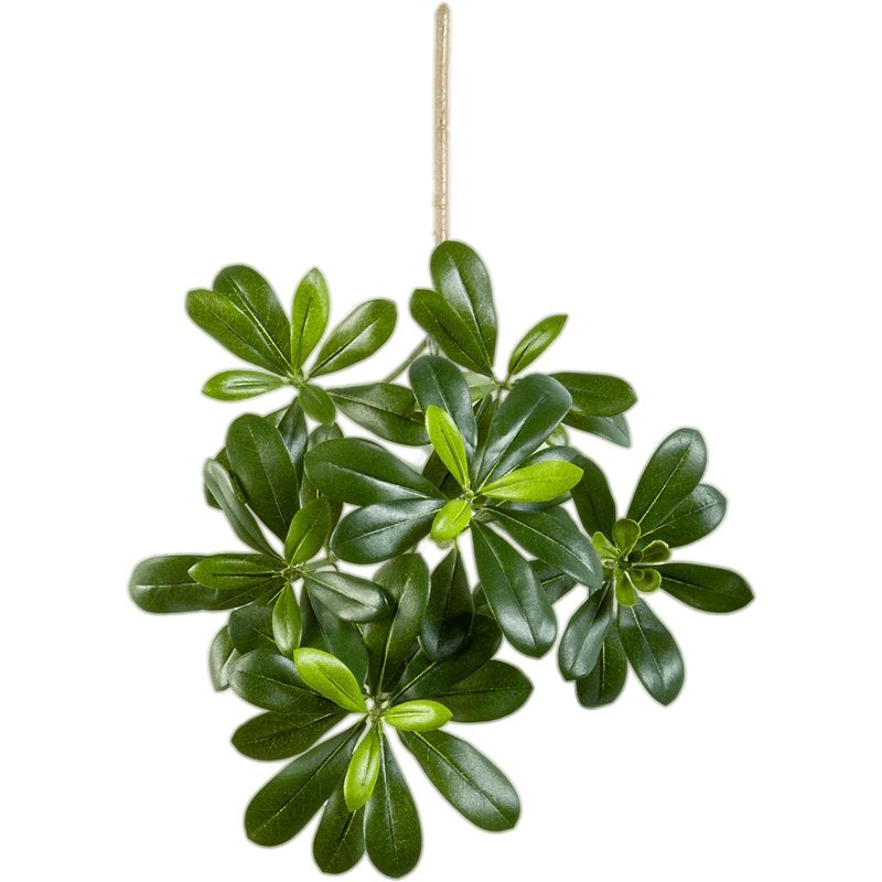 Pittisporum Mountain