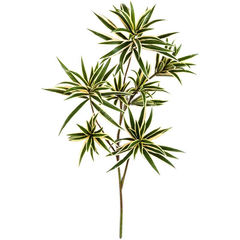 Bonte Dracaena Reflexa