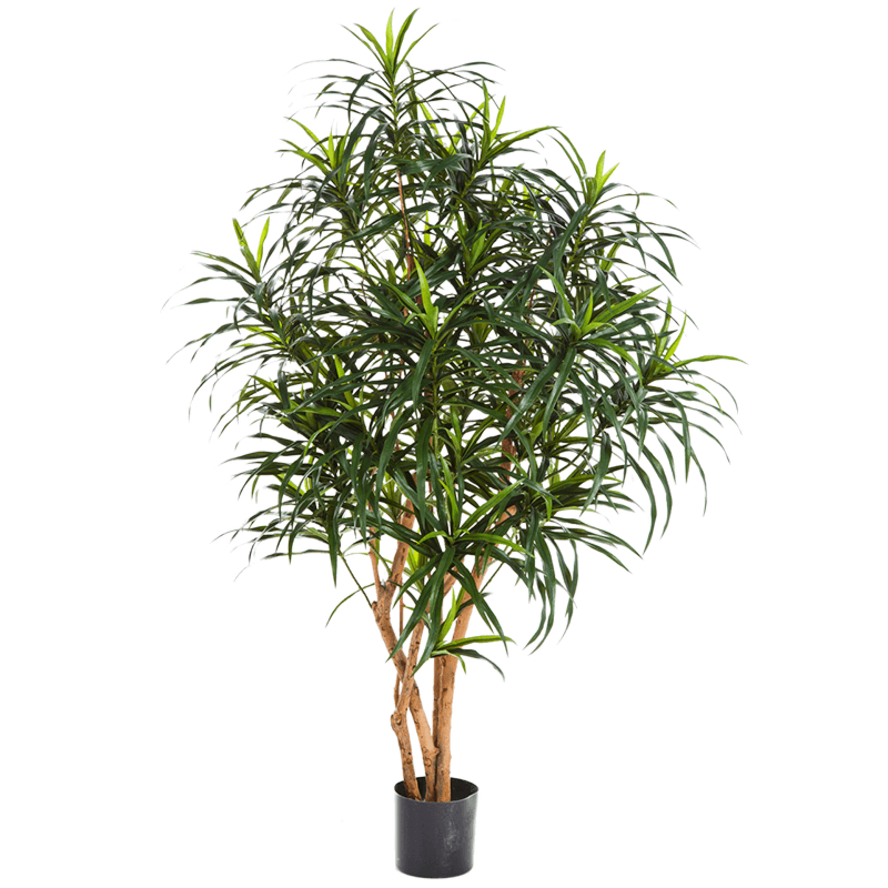 Dracaena Anita