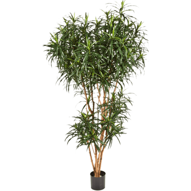 Dracaena Reflexa Anita